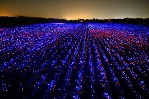 Μια φαντασμαγορική εγκατάσταση για την ομορφιά της γεωργίας σε 20.000 τετραγωνικά μέτρα