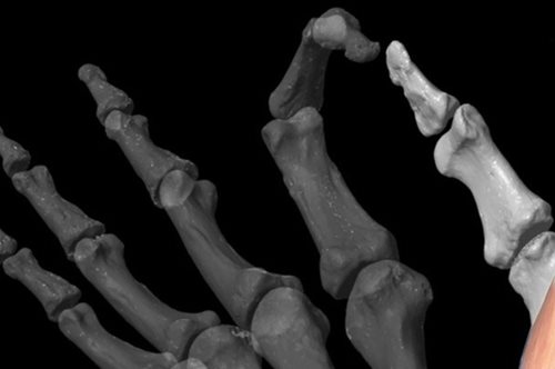 Όταν ο άνθρωπος άρχισε να χρησιμοποιεί τον αντίχειρα του πριν δύο εκατ. χρόνια άλλαξε ο πολιτισμός 