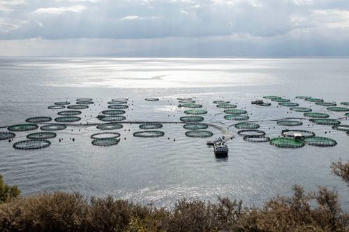 H ΕΛΟΠΥ προσφέρει στο Χαμόγελο του Παιδιού ολόφρεσκα ψάρια ελληνικής ιχθυοκαλλιέργειας