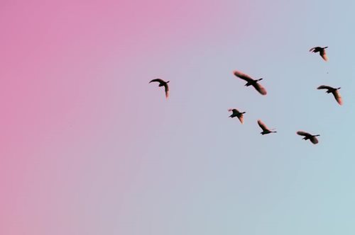 Τα πουλιά που έμαθαν να μην πετάνε