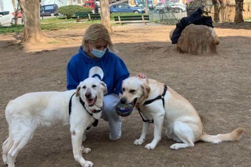 H Snowflake συνταξιοδοτήθηκε από αστυνομικός σκύλος και τώρα απολαμβάνει τη σπιτική θαλπωρή 