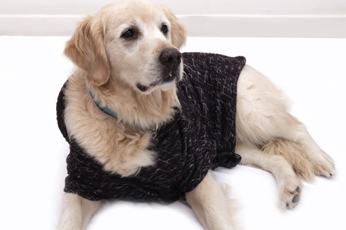 Τα ελληνικά ρούχα που ντύνουν τους 4άποδους φίλους μας και φροντίζουν τα αδέσποτα στα καταφύγια 