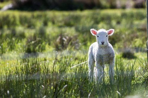 Να πάει κανείς στο χωριό το Πάσχα ή να μην πάει; Ιδού η απορία