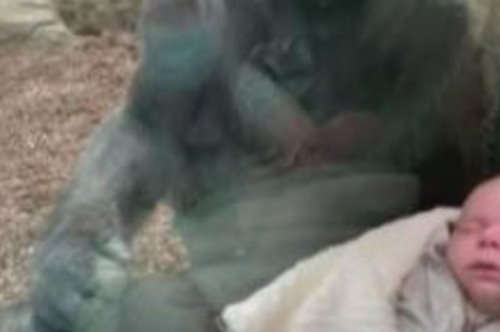 Η απίστευτα τρυφερή αντίδραση θηλυκού γορίλα σε επισκέπτρια ζωολογικού κήπου με νεογέννητο μωρό