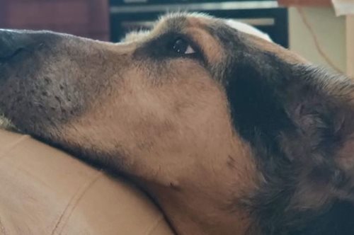 «Δε θέλω να φύγει το κουτάβι μου. Ακόμα τον βλέπω σαν το μικρό κουτάβι που χωρούσε στο παπούτσι μου»