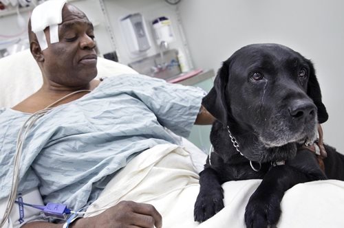 Παγκόσμια πρωτιά. Σε αυτό το νοσοκομείο τα κατοικίδια επισκέπτονται τους άρρωστους ιδιοκτήτες τους