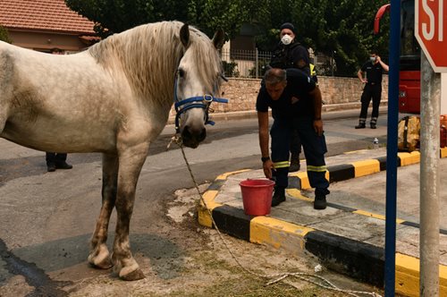 Η φάρμα των ζώων κάηκε