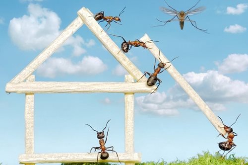 Καλοκαίρι σημαίνει παγωτά, διακοπές και...μυρμήγκια. 3 φυσικοί τρόποι για να τα απομακρύνεις