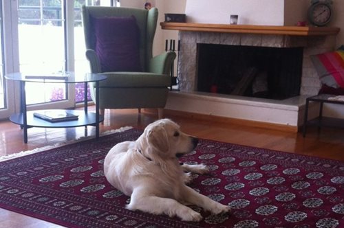 Η Μαρία εξομολογείται πώς έχασε το σκύλο της και τον ξαναβρήκε μέσω Facebook