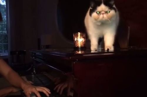 Η γάτα της Μαρί Σαντάλ είναι ό,τι πιο εξωπραγματικό είδαμε τελευταία