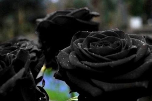 Τα μαύρα τριαντάφυλλα στο παραμυθένιο χωριό της Τουρκίας μεγαλώνουν μόνο το καλοκαίρι, στο Χαλφέτι