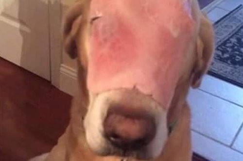 Χιλιάδες χρήστες του facebook προσεύχονται για ένα σκύλο με ένα ζαμπόν στη μουσούδα του