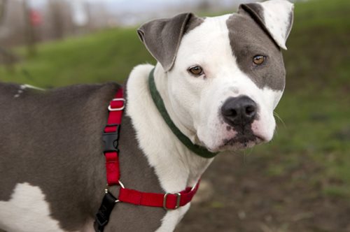 Ιερόδουλη κατήγγειλε πελάτη της που βίαζε συστηματικά τον σκύλο του 