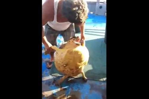 Ψαράς από την Κατερίνη κακοποιεί θαλάσσια χελώνα και ανεβάζει το βίντεο στο facebook