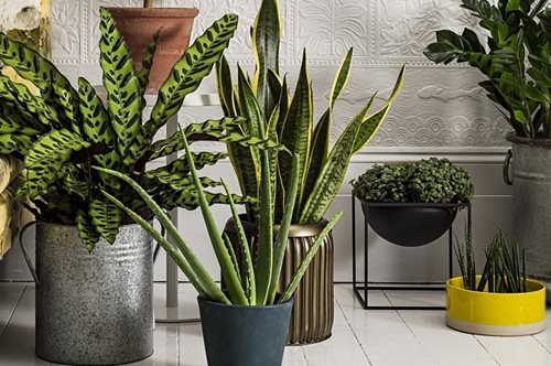 Πέντε πρακτικές ιδέες για να ποτίζονται τα φυτά όταν θα λείπετε σε διακοπές