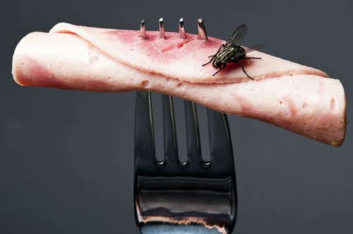 Καλύτερα να μη δεις αυτό το βίντεο εάν έχεις φάει από φαγητό που έχει ακουμπήσει μύγα