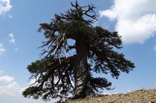 Αυτό είναι το γηραιότερο δέντρο του κόσμου και βρίσκεται στην Ελλάδα