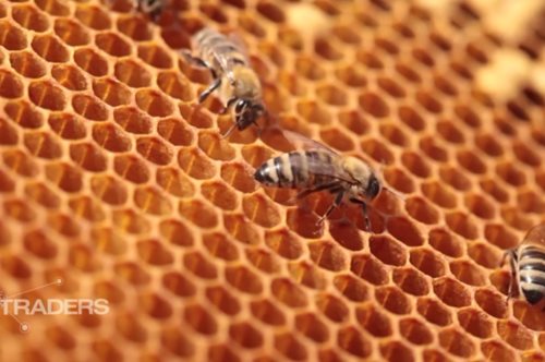 Το CNN υποκλείνεται στο όραμα και την φιλοσοφία της APIVITA