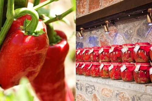 Πιπεριές Φλωρίνης: Ποιος είναι ο Βασιλιάς της αρχόντισσας των λαχανικών