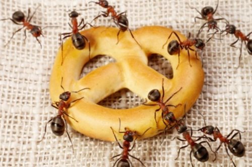 Αυτό είναι το κόλπο για να εξαφανίσετε τα μυρμήγκια από το σπίτι