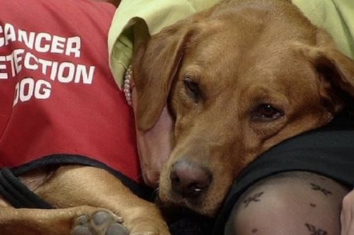 Οι σκύλοι μπορούν να μυρίσουν τον καρκίνο στην αναπνοή αλλά δεν κάνουν και θαύματα