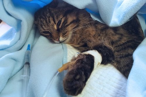 Eπιδημία έχει εξολοθρεύσει τις μισές γάτες στη Θεσσαλονίκη - Τι να προσέξετε