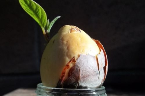 Πώς να καλλιεργήσεις δέντρο αβοκάντο μόνο από το κουκούτσι του