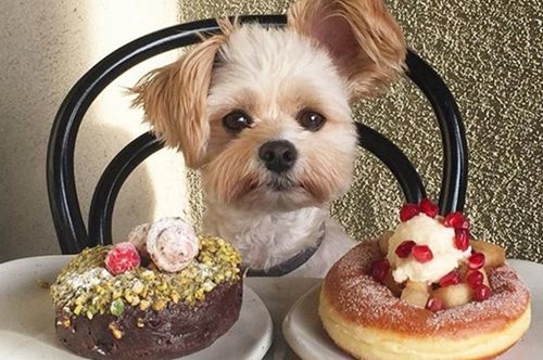 Ένας τετράποδος καλοφαγάς που σαρώνει στο Instagram