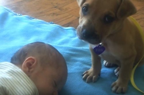 Γιατί κουτάβια και μωράκια πάνε μαζί. Ένα βίντεο που θα σας κάνει να λιώσετε