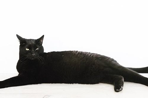 Mία πανέμορφη μαύρη γάτα που αγαπάει το design