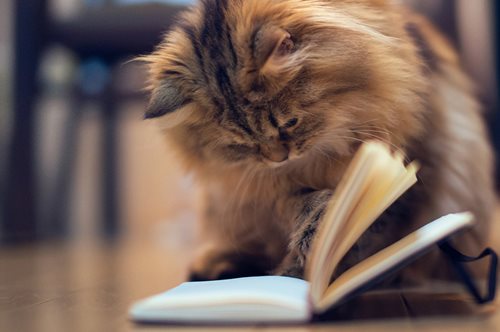 Πότε βάζουμε τελικό «ν» και άλλα σημαντικά λάθη που κάνουμε στην ελληνική γλώσσα 