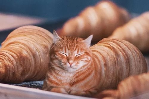 Όταν ο σουρεαλισμός συναντάει το φαγητό, μια γάτα μεταμορφώνεται σε κρουασάν