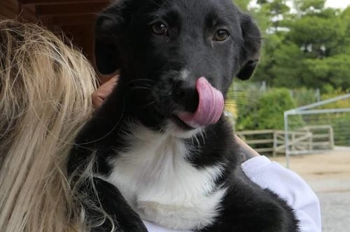 Save a Greek Stray: Mεγάλη δράση στείρωσης 160 ζώων 