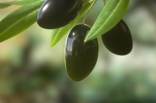 Ελαιόλαδο: Τα 