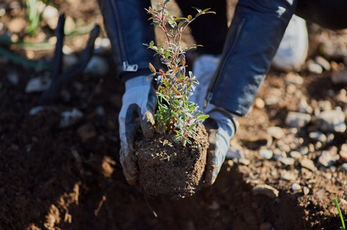 Η Παπαστράτος φυτεύει 70.000 δέντρα