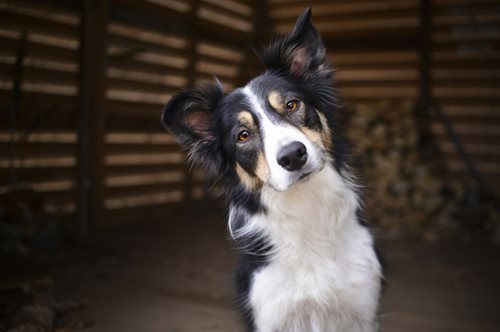 Ναυτικοί έσωσαν σκυλάκι που βρισκόταν στη θάλασσα την Πρωτοχρονιά
