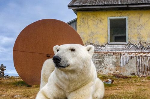 Πολικές αρκούδες επιστρέφουν εκεί απ΄ όπου αποχωρεί ο άνθρωπος