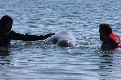 «Το καταβεβλημένο ζώο χρησιμοποιήθηκε απλά ως σκηνικό σε ένα επικοινωνιακό παιχνίδι εντυπώσεων»