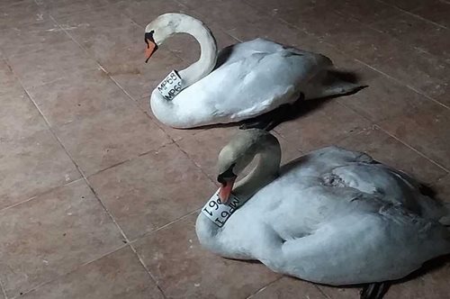 Ο αρσενικός κύκνος της Καστοριάς θρηνεί το ταίρι του παραδίδοντας μαθήματα αγάπης και αφοσίωσης