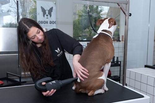 Το τέλειο κομμωτήριο για σκύλους βρίσκεται στο Χαλάνδρι