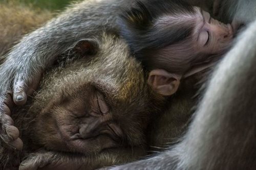 Οι νικητές του World Nature Photography Awards 2021 μας δίνουν ανάσα ζωής και χαράς