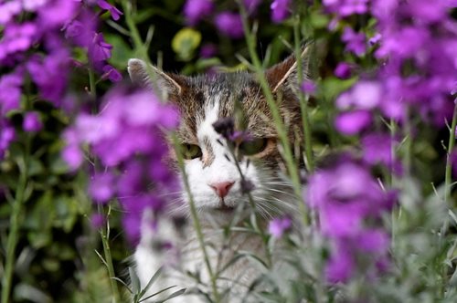 Το κλικ της ημέρας: ήρθε η άνοιξη για τον Λάρρυ, τον πραγματικό Πρωθυπουργό της Βρετανίας