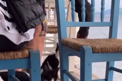 Αποτροπιασμός για τον «μάγκα» που κλώτσησε γατάκι- συνελήφθη