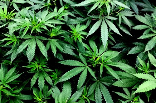 H κυβέρνηση που μοιράζει στους πολίτες της ένα εκατομμύριο δενδρύλλια κάνναβης