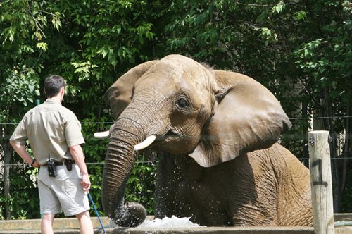 Το μεγαλείο των ζώων: ελέφαντας σώζει αντιλόπη από πνιγμό