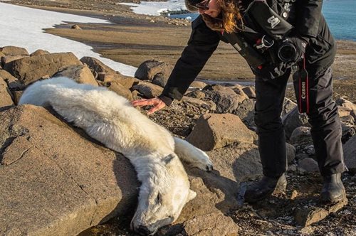 Οι πολικές αρκούδες πεθαίνουν από την πείνα και αυτό κάτι μας λέει