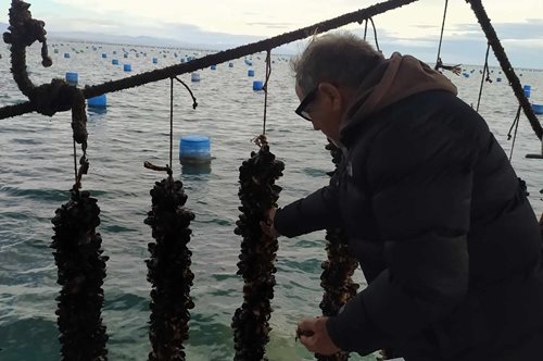 Μύδια Πιερίας: Ένας διατροφικός 