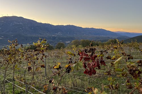Η Ήπειρος και τα αμπελοοινικά 