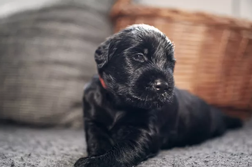 Μια αγκαλιά για πάντα: Πώς ένα αδεσποτάκι μου έσωσε, κυριολεκτικά, τη ζωή