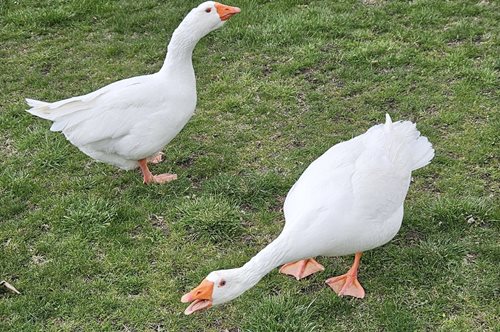 Δεύτερη ευκαιρία στην αγάπη: Η Μπλόσομ και ο Φράνκι ζευγάρωσαν αφού πρώτα χήρεψαν